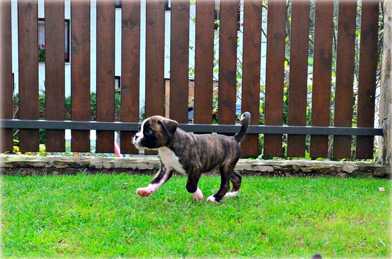 6 weeks